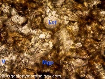 leucite and magnophorite in wyomingite; PPL thin section