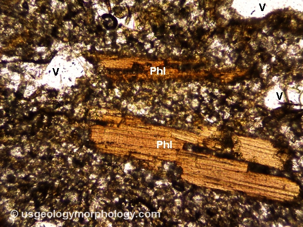 phlogopite crystals partially resorbed in wyomingite